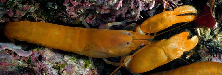 Pistoolgarnalen gebruiken luchtdruk om prooien te verlammen, zich te verdedigen, substraat af te breken en te communiceren met soortgenoten