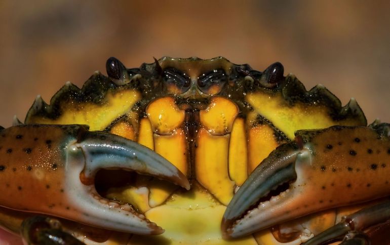 Close-up van een strandkrab