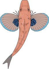 Rode poon (Chelidonichthys lucerna), bovenaanzicht