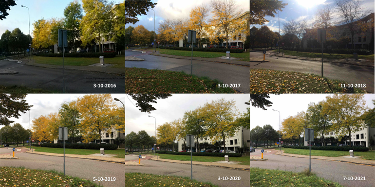 Difference in degree of leaf colouring and leaf fall of acacias in Ede around the beginning of October in the years 2016 to 2021