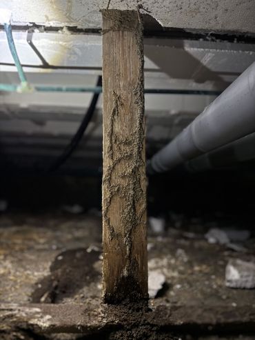 Moddertunnels op hout in kruipruimte in Nederland