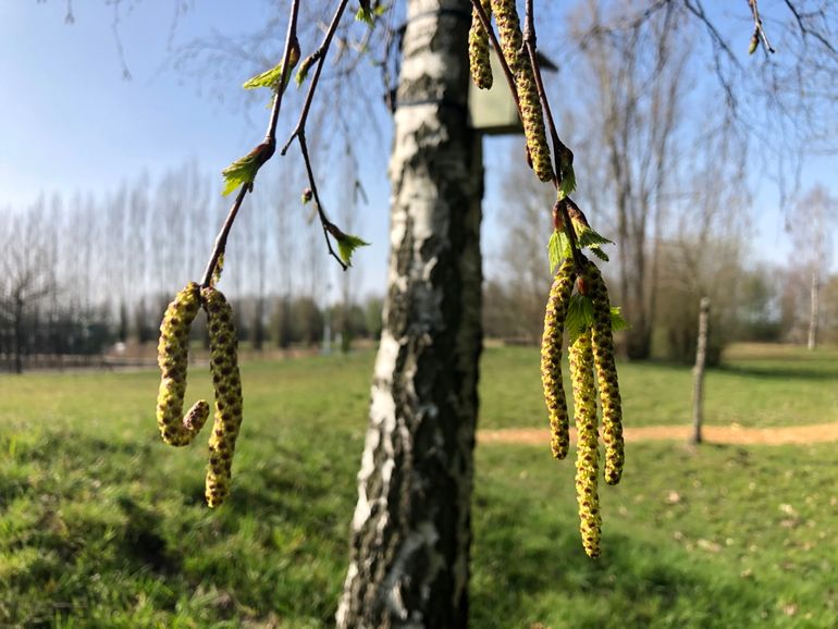 Berk in bloei op 31 maart 2021 in Wageningen