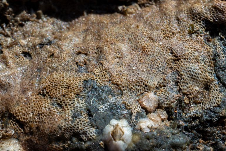 Zeekantwerk, het korstvormende mosdiertje aan de onderzijde van een steen waarop de schijfslak werd gevonden. Dit is mogelijk een voedselbron voor de slak