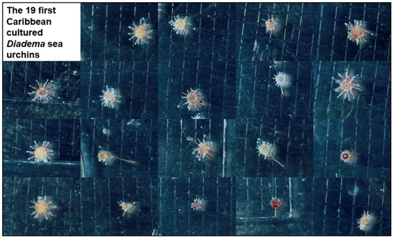First nineteen cultured Diadema sea urchins in the Caribbean. Squares are 1×1 millimetres