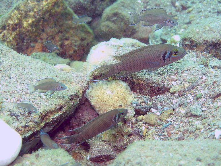 Neolamprologus pulcher family
