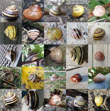 Veel tuinslakken zijn gefotografeerd door gebruikers van Snailsnapp