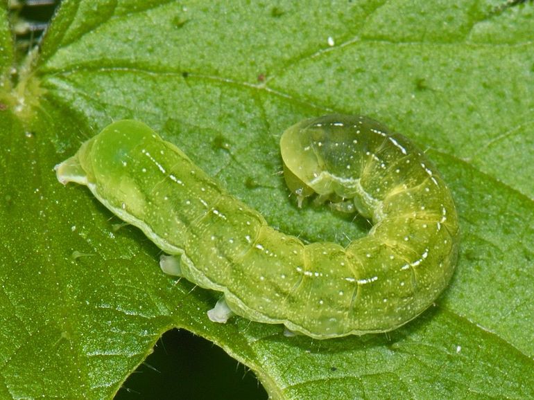 De rups van de agaatvlinder kun je zomaar in de winter in de tuin tegenkomen