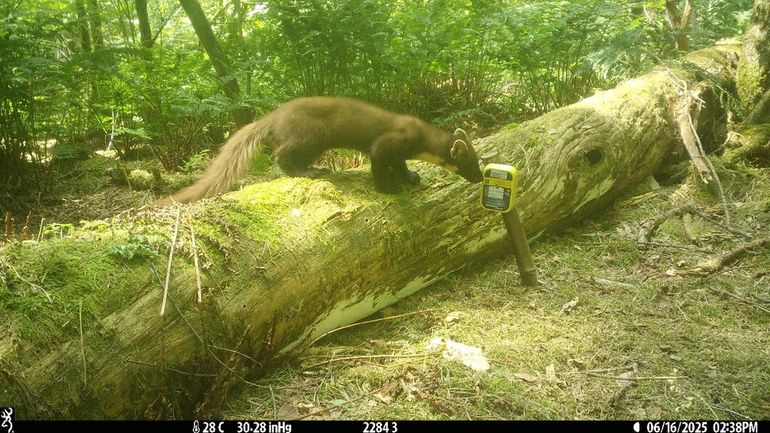 Wildcamerabeeld in het kader van NEM Marters 2025