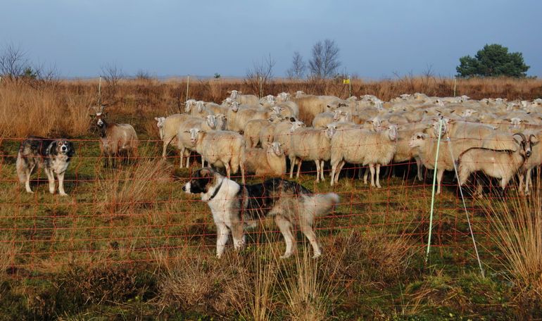 Kuddewaakhonden tussen schapen en geiten