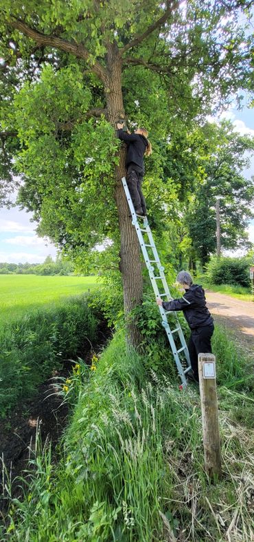 Een batdetector wordt geplaatst in een oude eikenlaan