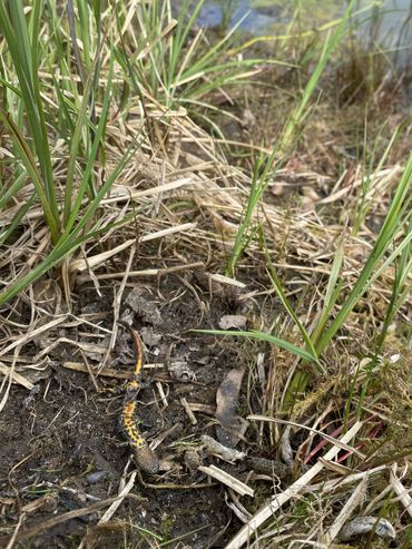 Een door Bsal geïnfecteerde dode kamsalamander in de omgeving van Zutphen