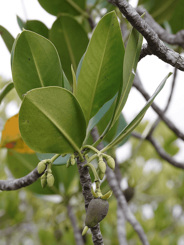 Kiemend zaad van Rhizophora mucronata aan boom