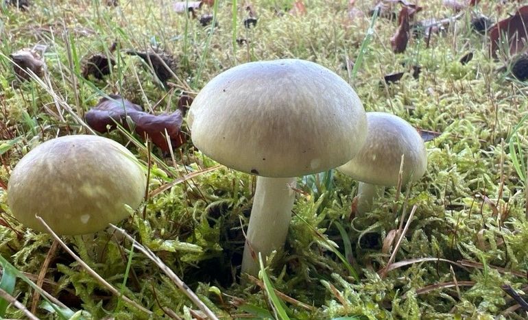 Champignon? Nee, dit is een groene knolamaniet