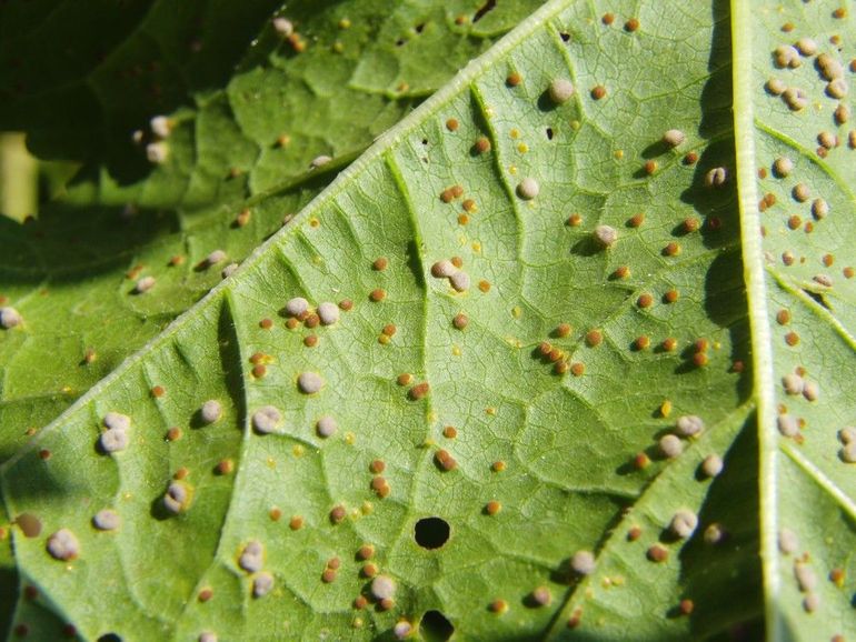 Kaasjeskruidroest tast met name stokrozen aan, maar kan ook op inheems groot kaasjeskruid worden gezien