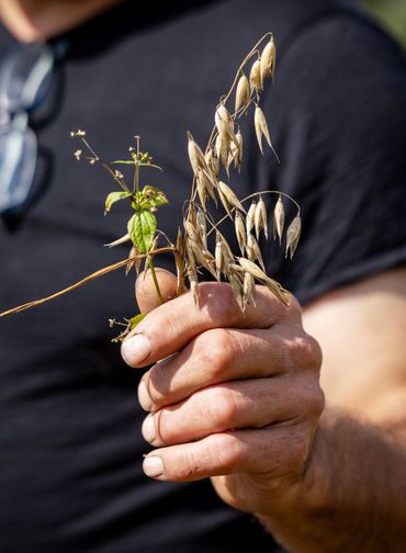 Haver uit de wintervoedselakker