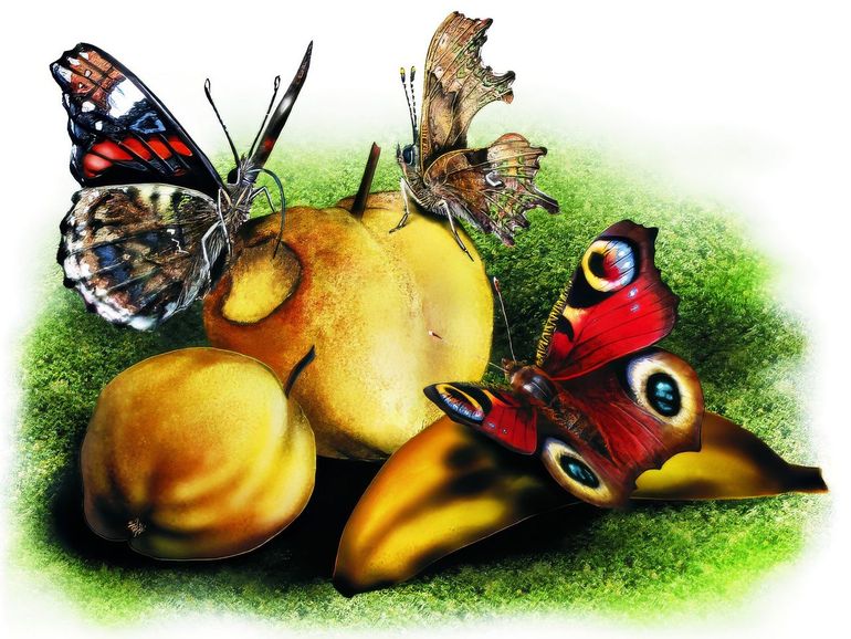 Atalanta, gehakkelde aurelia en dagpauwoog op fruit