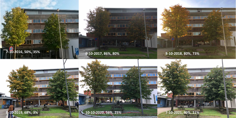 Difference in the degree of leaf colouring of two white Horse chestnuts on the Wageningen University campus around the beginning of October in the years 2016 to 2021. For these two trees, an estimate has also been made of the percentage of coloured leaves. The first percentage after the date is for the left tree and the second percentage is for the right tree