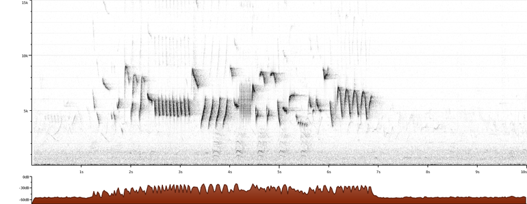 Sonogram van de zang van een winterkoning (Troglodytes troglodytes) uit Nederland. XC47354