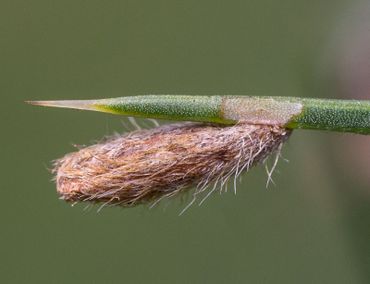 Gaspeldoornkokermot op een doorn. De doorn heeft de kenmerkende bruine punt