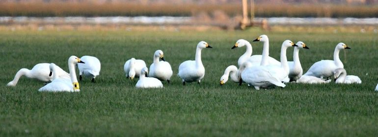 Bewick’s swans