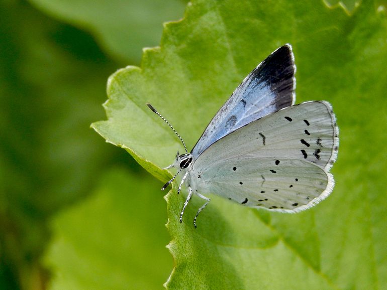 Boomblauwtje, een vrouwtje, te zien aan de brede zwarte randen op de bovenkant van de voorvleugels