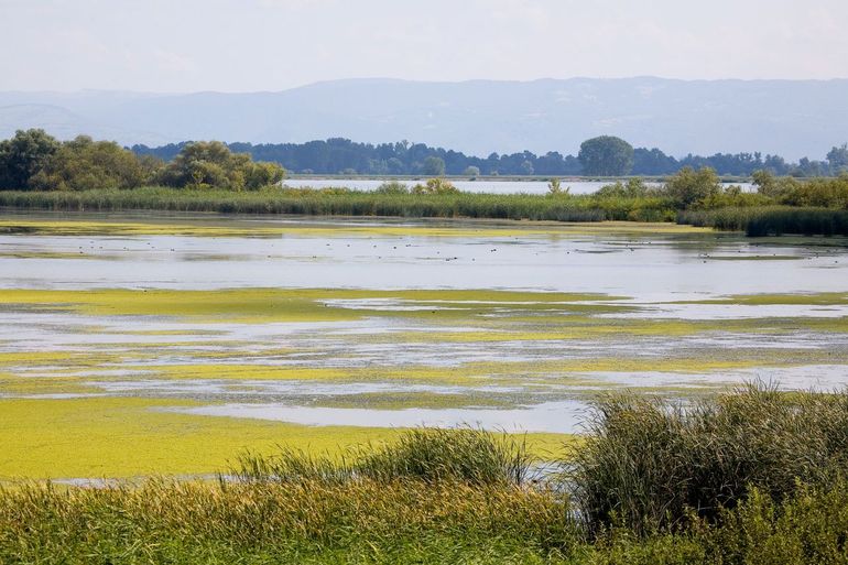 Wetland langs de Donau, Portile de Fier Nature Park, Roemenië