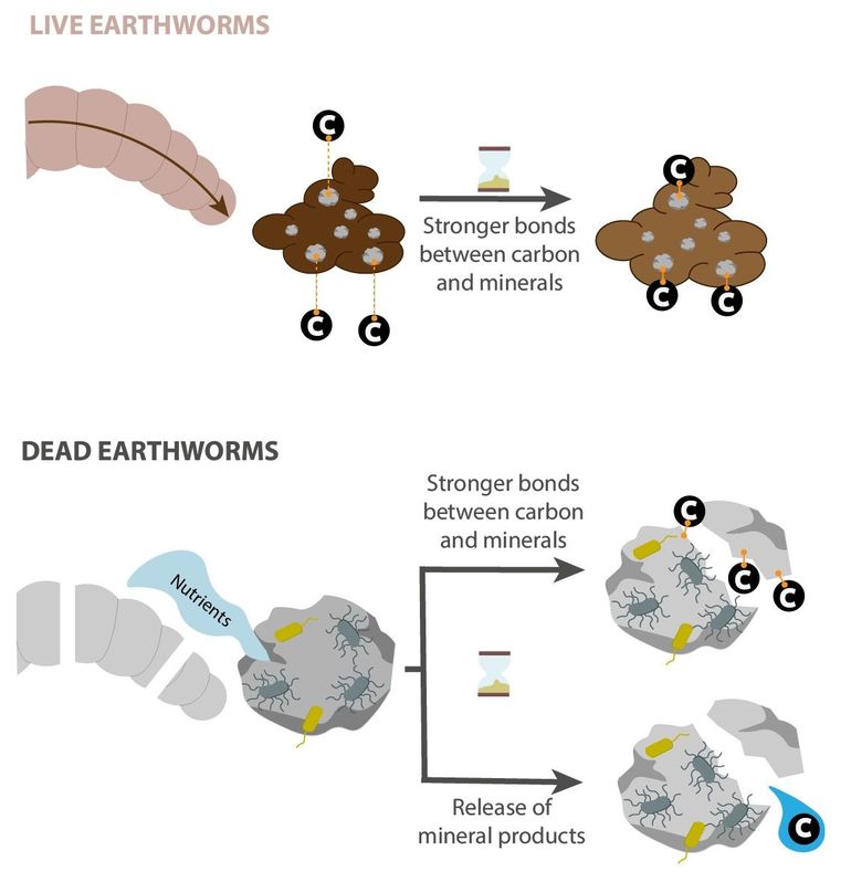 Regenwormen en hun rol bij het vastleggen van koolstof