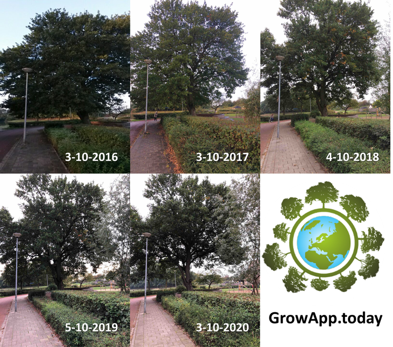 Verschil in mate van bladverkleuring van een zomereik bij basisschool De Vlinderboom in Ede in de eerste week van oktober tussen de jaren 2016 tot en met 2020
