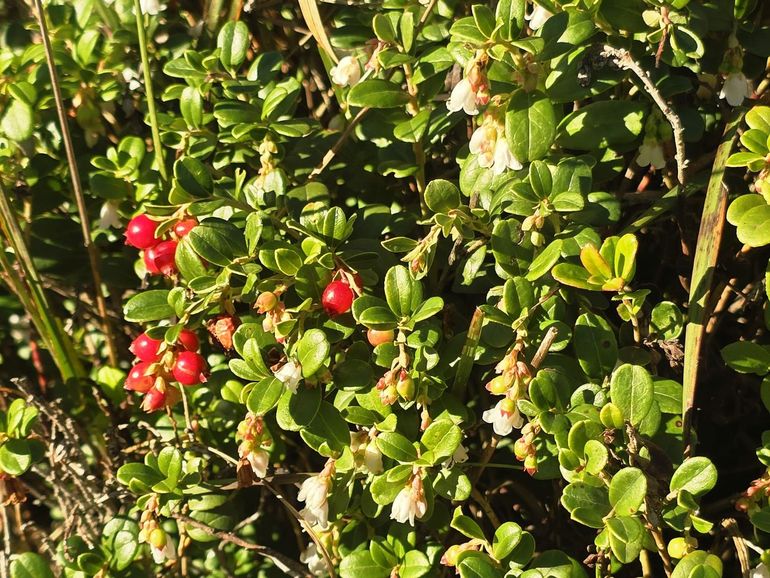 Vossenbessen met bessen en bloemen