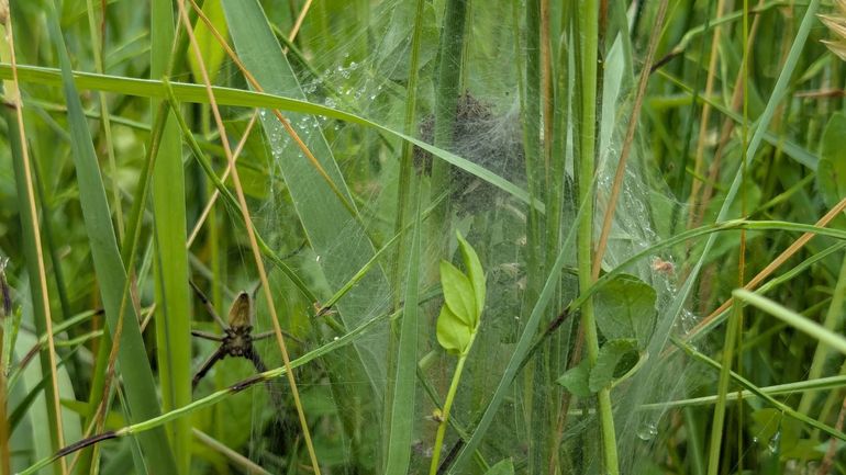 Ook jonge kraamwebspinnetjes genieten de eerste dagen na het uitkomen de bescherming van hun moeder