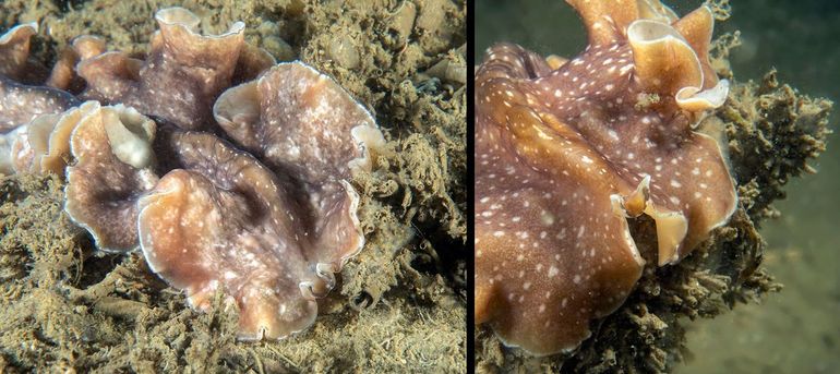 Flamenco-platworm uit Zeeland. Op de kop zitten kleine taster-achtige uitsteeksels, die sterk afwijken van die van zeenaaktslakken. Het dier is bovendien (veel) platter – en beweeglijker – dan een zeenaaktslak