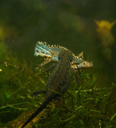 Twee alpenwatersalamanders