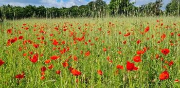 Flora- en faunarijke natuurakker op de Hoge Veluwe