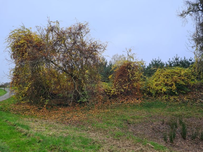 Boomwurger woekerend en in vrucht – Hattem