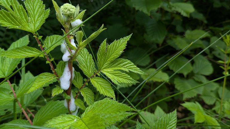 Deze klodders, ook wel koekoeksspuug genoemd, vind je nu op grassen, kruiden en bomen. Meestal zijn ze dan van het schuimbeestje, dat algemeen voorkomt