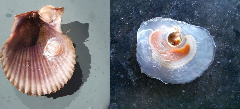 Links: op een (bijzondere) schelp als deze Bonte mantel vallen ze extra op, de Paardenzadeltjes. Rechts: doublet met het dier er nog in