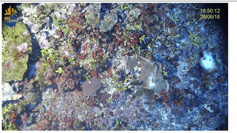 Bovenkant van de Luymesbank met veel koraalkolonies, macroalgen en kalkalgen