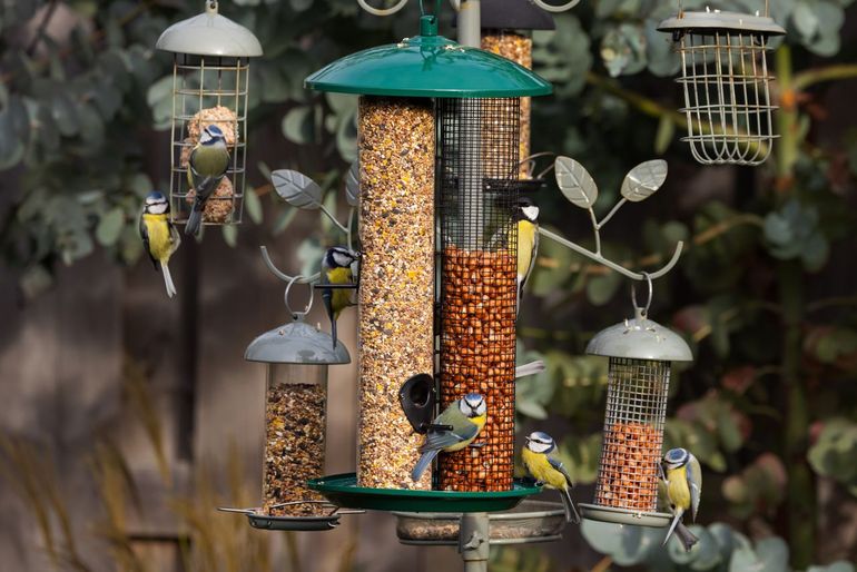 Hoge aantallen pimpelmees in een tuin op Texel, 19 oktober 2025. Mezen trekken doorgaans enkele tientallen kilometers per dag en maken vaak tussenstops om even te foerageren. Een voedertafel in de tuin vormt dan een aantrekkelijk tankstation