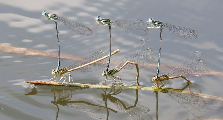 Tijdens het afzetten van de eitjes blijft het mannetje het vrouwtje vasthouden