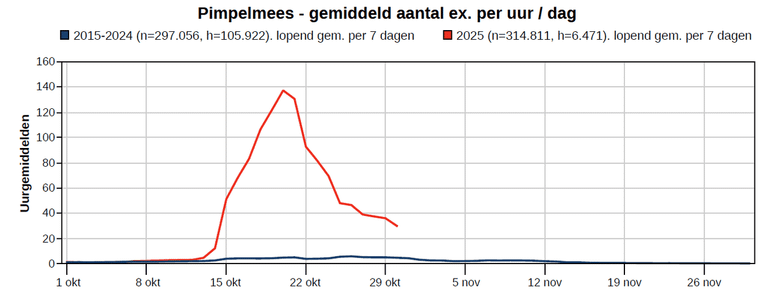 Uurgemiddelde per dag van de pimpelmees in 2025 (rode lijn) in vergelijking met 2015 tot en met 2024 (blauwe lijn). De timing wijkt niet af, maar het uurgemiddelde ligt een factor 22 hoger