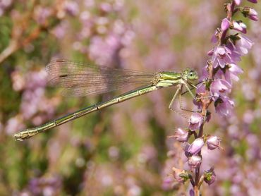 De tengere pantserjuffer is in 2025 maar weinig gemeld