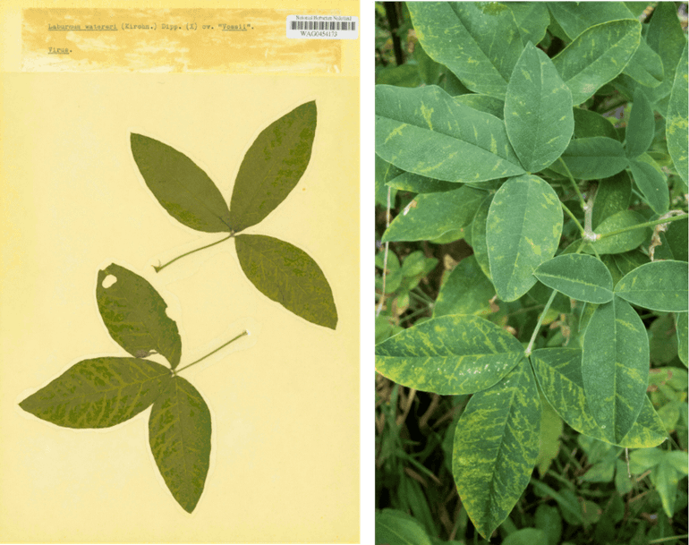Goudenregen in een herbarium (links) en levend exemplaar (rechts)