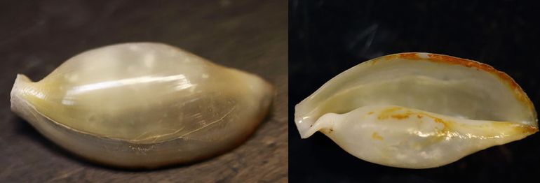 Boven- (links) en onderzijde (rechts) van de schelp van de Gestreepte pegelhoren die in 2016 bij Westkapelle, Walcheren, is gevonden