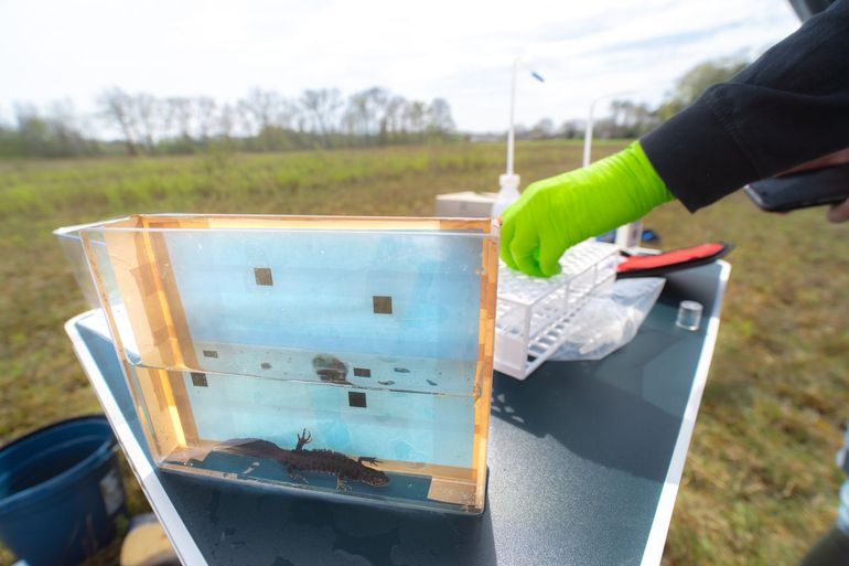 Om impact van de schimmel Bsal op kamsalamanders te bepalen, worden de salamanders gemeten, gefotografeerd, en er wordt een huidswab afgenomen