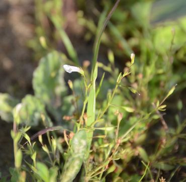 Schijngenadekruid (Lindernia dubia)