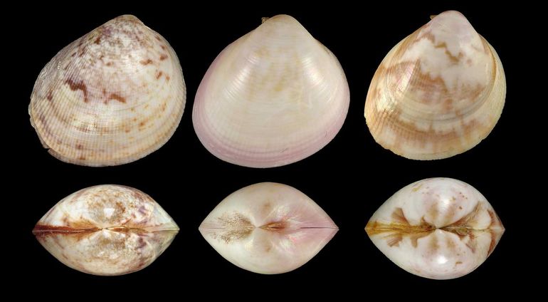 The three new species. Below each a doublet – two shells together. From left to right: Laevicardium caribbaeum, Curaçao, collection FMNH (Chicago), Laevicardium solidum, Martinique, collection MNHN (Paris), Laevicardium globotriangulare, collection MNHN (Paris)