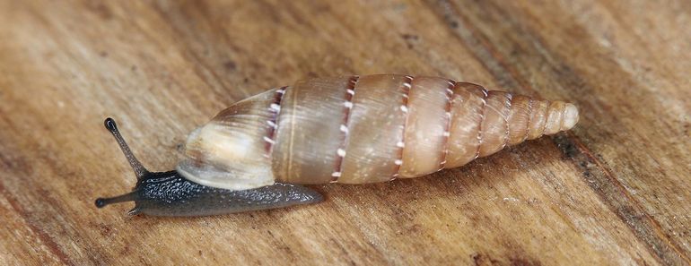 Een van de drie voor Limburg nieuwe, van oorsprong niet-inheemse landslakken: de Gestippelde clausilia (Papillifera papillaris)