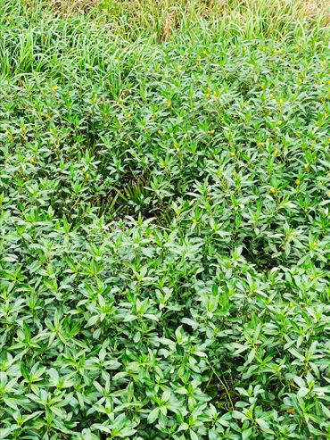 Krabbenscheer omsingeld door waterteunisbloem