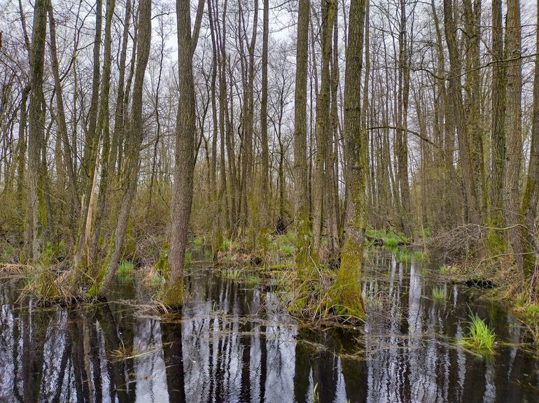 De elzen in het elzenbroekbos staan met de 'voeten' in een flinke laag water