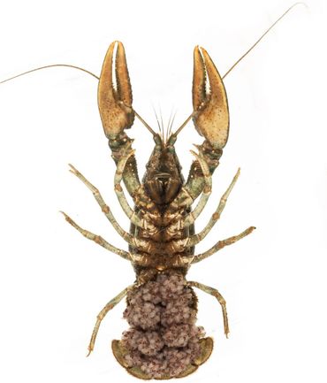 Geknobbelde Amerikaanse rivierkreeft die de juveniele rivierkreeftjes onder haar achterlijf draagt. Door het jaarlijks produceren van honderden nakomelingen die een hoge overleving hebben, kunnen invasieve uitheemse rivierkreeften in enkele jaren hoge dichtheden vormen